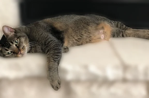 Lost cat, Peoria Avenue, 12202, Lubbock - female tabby with a saggy tummy - photo