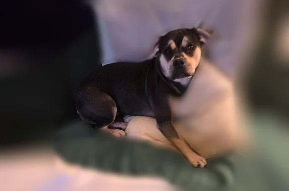 Lost dog, Wedgewood Drive, 33113, Magnolia - female - photo
