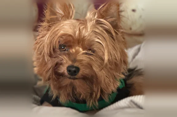 Lost dog, Gayland Road, 5547, Arbutus - female with a smaller left eye - photo