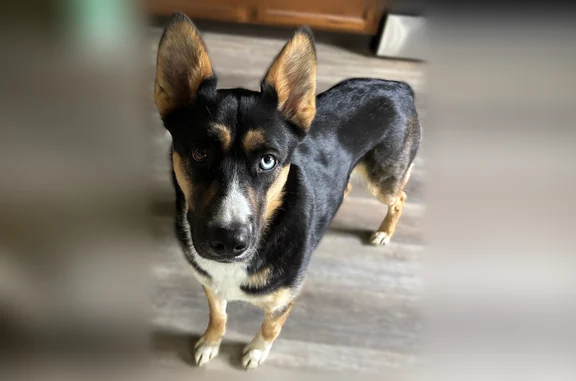Lost dog, Walton Road, 3773, Delaware - female with one blue and one brown eye - photo