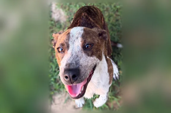 Found dog, Plainville, Atlanta...