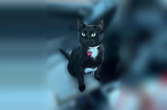 Lost cat, female, Saint Joseph Avenue, 110, Fitchburg - small short-haired indoor-outdoor cat - photo
