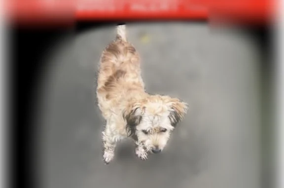 Lost dog, South Dairy Ashford Road, 7777, Houston, Pearland - female, small, 8 pounds - photo