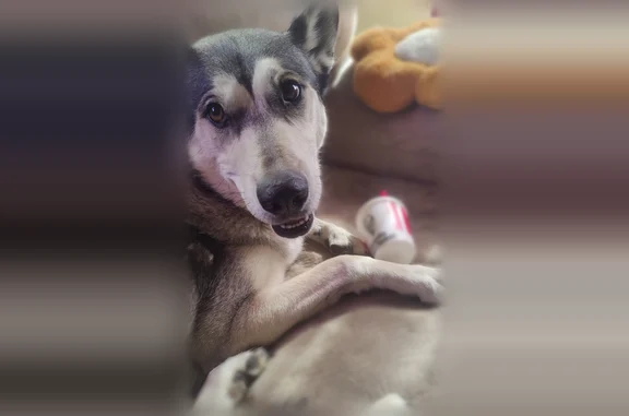 Lost dog, Quentin Street, 1561, Aurora - grey-brown-eyed husky - photo
