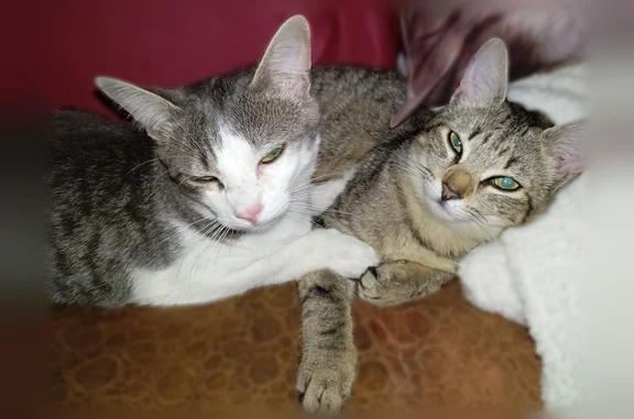 Animaux perdus et trouvés Brens, photo: Perdu chat femelle, Impasse de Lauder, 800, Brens - petite chatte grise tigrée