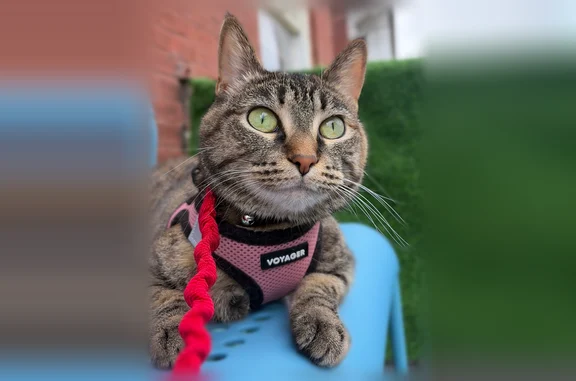 Lost cat, De Tonty Street, 3966, St. Louis — female, green eyes - photo