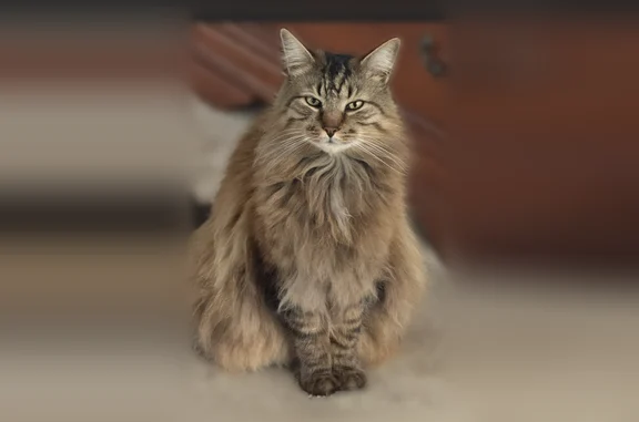 Missing cat Wilmington, photo: Lost cat, Butternut Court East, 1012, Wilmington — male, brownish Maine coon mix