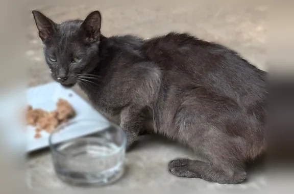 Found cat, Windsor Boulevard,...