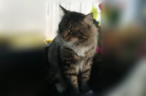 Missing cat Burien, photo: Lost cat, Southwest 136th Street, 839, Burien - male, green eyes