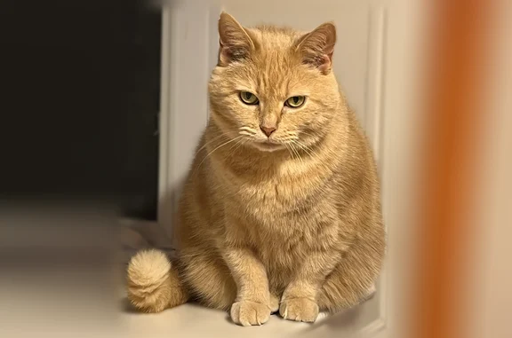 Lost cat, Orchard Green Court, Reston, Ashburn - female, buff/tan, 10 pounds - photo