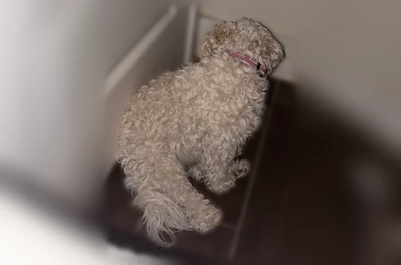 Lost dog, East Florence-Kelvin Highway, 20876, Florence - photo