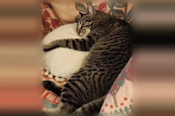 Missing cat Spring Hill, photo: Lost cat, Spring Hill, Kansas - neutered, very friendly