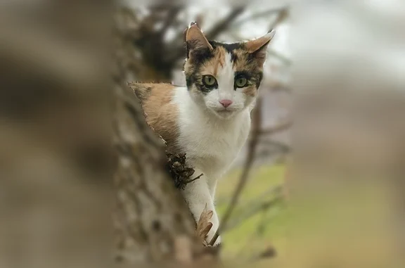 Lost cat, East 1500 South, 1019, Bountiful - calico female with a limp - photo