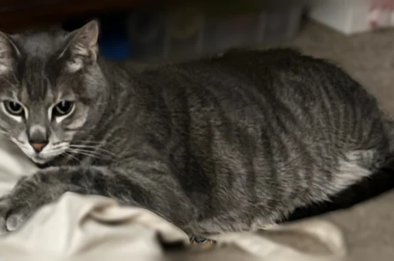 Lost cat, Moorings Boulevard, Indianapolis - male, bright green eyes - photo