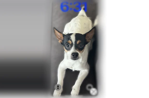 Lost dog, 7850 South, Sandy - male, white with brown and black spots - photo