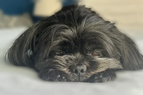 Lost dog, Silver Shadows Drive, 834, Murray - female - photo