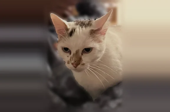 Animaux perdus et trouvés Noisy-le-Sec, photo: Chat perdu mâle, Rue Alexandre Ribot, 17, Noisy-le-Sec - blanc avec quelques tâches beiges
