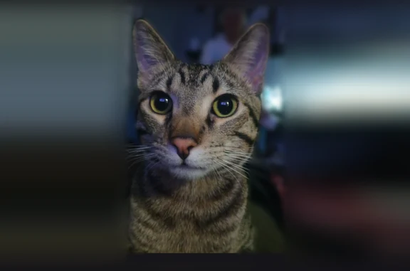 Missing cat Springhill, photo: Lost cat, Spring Hill, Kansas, Springhill