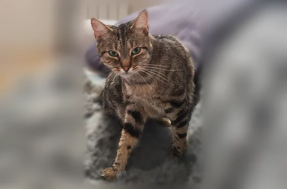 Chat perdu femelle, Rue Amédée Guénée, 2, Dourdan - tigrée tabby européenne - photo
