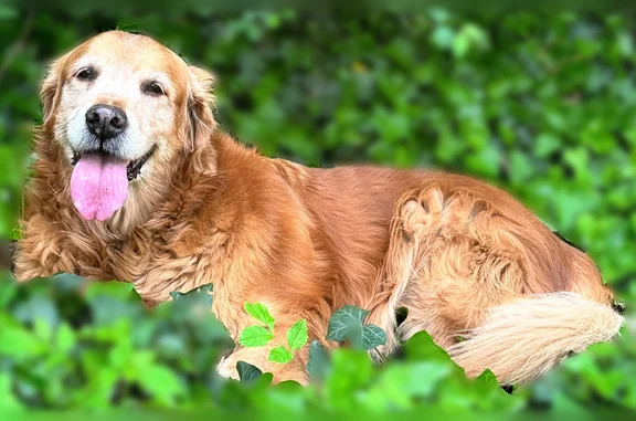 Chien perdu, femelle, Rue Général de Gaulle, 47, Metz — vieux Golden retriever roux - photo