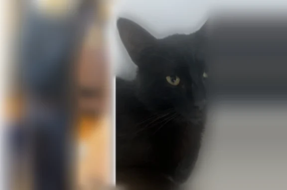 Chat perdu mâle, Rue Renée Peillon, 25, Givors - photo