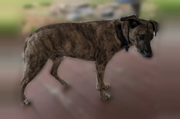 Lost dog, Pahoa Kalapana Road, Arlington - male, light brindle coat - photo