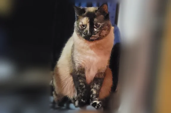 Lost cat, Arbordale Lane West, 8924, University Place - female, tan with black boots - photo
