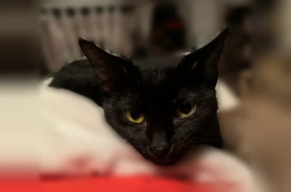 Chat perdu, femelle, Rue des Platanes, 7, Alizay - petits gabarits, assez craintive - photo