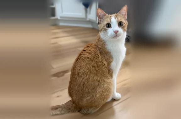 Missing cat Boston, photo: Lost cat, Bartemus Trail, 62, Nashua, Boston - male, tall and thin