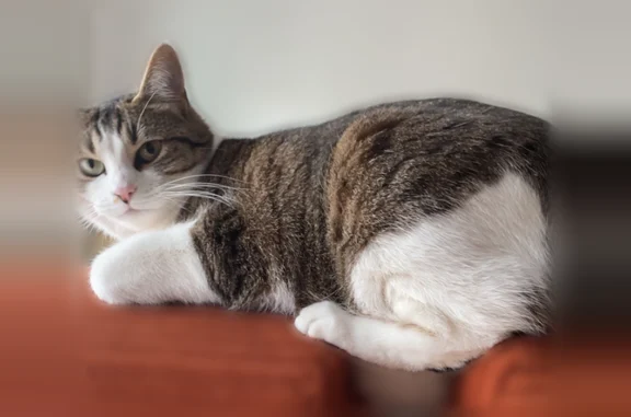 Chat perdu, Paris, photo: Chat perdu femelle, Avenue Sir Winston Churchill, 27, Rennes - craintive et grogne lorsqu’on la porte