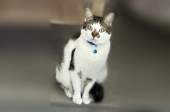 Chat perdu, Amiens, photo: Chat perdu mâle, Tugny-et-Pont, Amiens - collier bleu et clochette