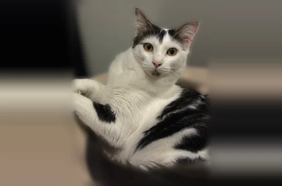 Chat perdu mâle, Rue des Ponts-de-Cé, 77, Angers - yeux verts, poils mi-longs - photo