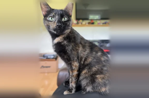 Lost cat, Ivey Street, 101, Belmont - female, tortoiseshell, chipped left ear - photo