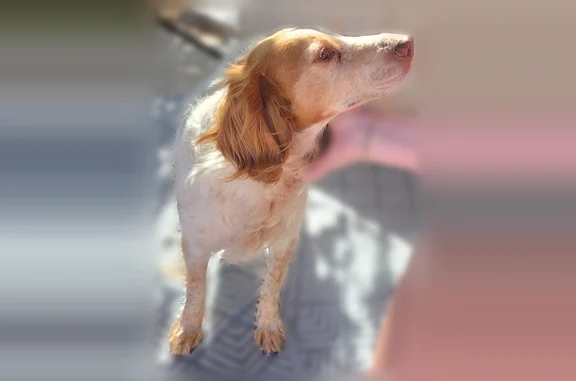 Chien perdu Bezons, photo : Chien perdu femelle, Bezons