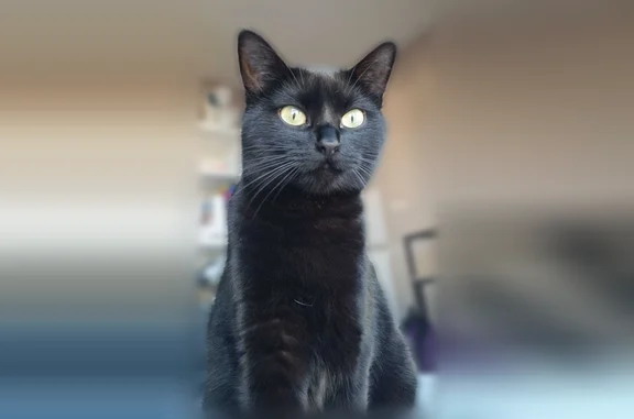 Chat perdu, femelle, Rue de l'Étoile, 45, Cholet — petite chatte noire - photo