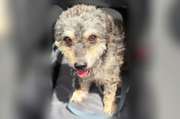 Lost dog, Sierra Court, 16, Methuen, Methuen Town - male, black with tan - photo