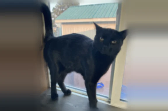 Lost cat, Beall Lane, 1074, Central Point, Arlington - black, slim, no collar or tags - photo