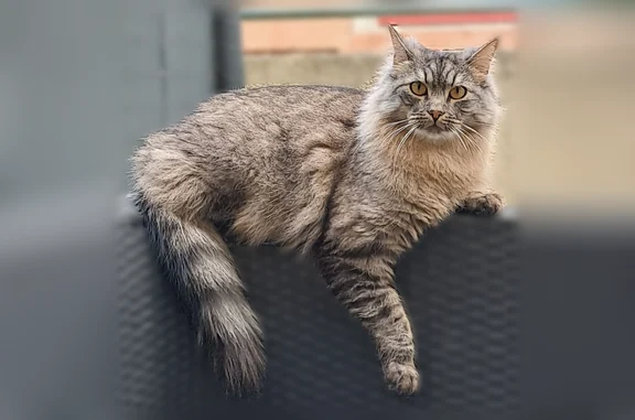 Chat perdu, Rue Mespoul, 9, Toulouse - mâle gris tigré, pucé - photo