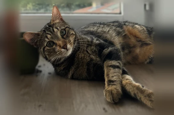 Chat perdu femelle, Rue Montorge, 5 Ter, Grenoble, Albertville — type européen, tigre gris et noir - photo