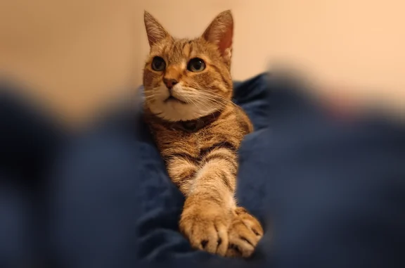 Chat perdu, femelle, Rue du Mont Fleuri, 12, Argentan - peureuse, tatouée - photo
