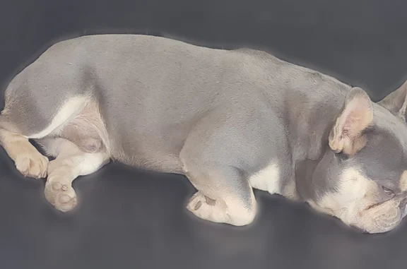 Missing dog Midland, photo: Lost dog, male, Spence Drive, 4517, Midland - Frenchie named Cash