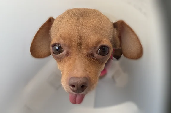 Lost dog, Rose Mist Lane, 9827, Houston - female, microchipped - photo