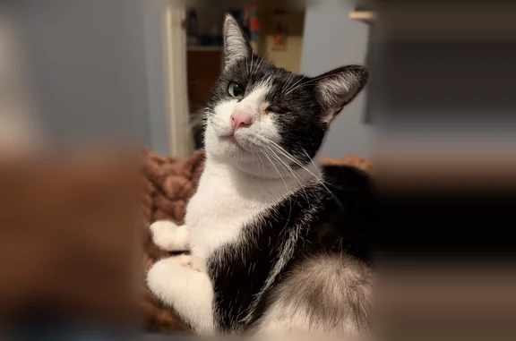 Lost cat, Piqua, Ohio - one eye - photo
