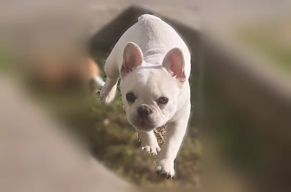 Lost dog, East Mono Avenue, 4589, Fresno - female, 9–10 months old - photo