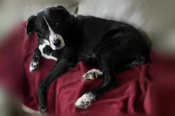 Lost dog, female, Northeast 206th Street, 23405, Battle Ground — Lab border collie mix - photo