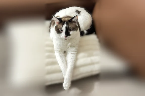 Chat disparu Garçon, Dijon (fl596382) - photo