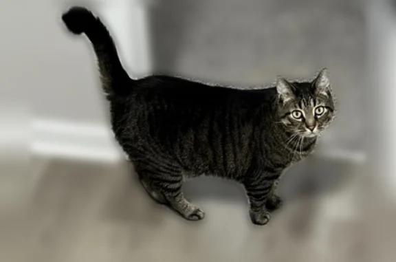 Lost cat, Northeast 62nd Street, 836, Gladstone - male, grey with stripes - photo