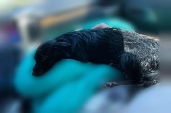 Lost dog, US Highway 98, 22752, Foley - male - photo
