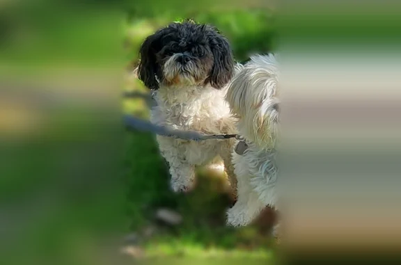 Lost dog, Timber Lane, Town of Stephenson, Crivitz - male, black and white Shih Tzu mix - photo