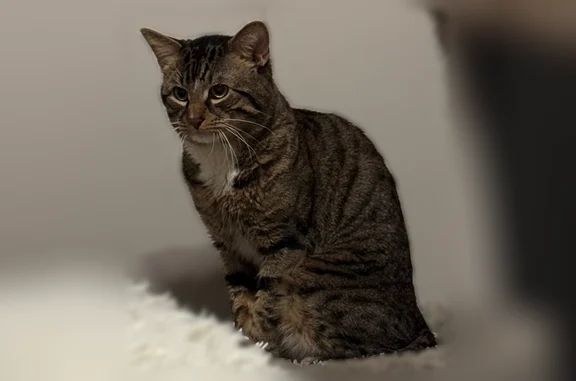 Lost cat, Hartford Avenue, Providence - male, very sweet and scared - photo